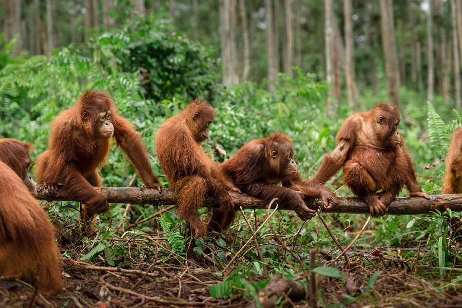 Orangutang